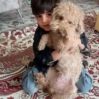 سگ گمشده