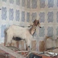 بیگ نژاد دار ماده