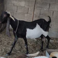 بز کاموری.پاکستانی.