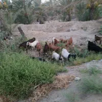 بز چوپان گله