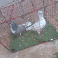 4عدد ساده زیبا برای جفت گاه|پرنده|نیشابور, فضل|دیوار