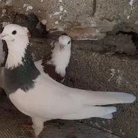 کبوتر