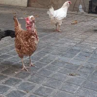 مرغ گلین تخمگذار