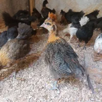 جوجه بومی