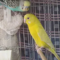 یه جفت مرغ عشق مولد همراه تخم