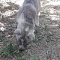 سگ باهوش