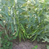 سرکارگر هستم برای کار شالی