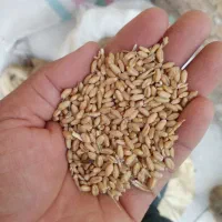 گندم|خوردنی و آشامیدنی|پیشوا, |دیوار