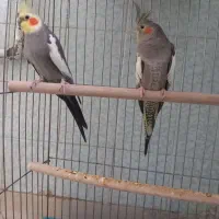 جفت عروس هلندی