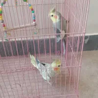 پرنده عروس هلندی