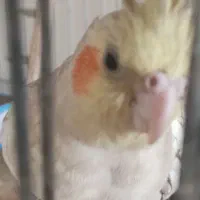 فروش عروس هلندی