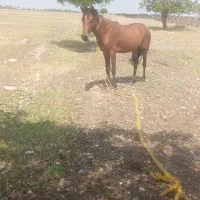 اسب مادیون