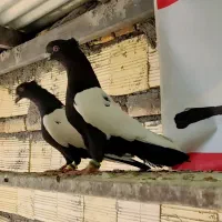 کفوتر|پرنده|لنجان, |دیوار