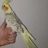 عروس هلندی گلباقالی ماده