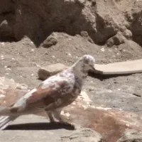 کبوتر|پرنده|سراب, |دیوار