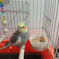 عروس هلندی