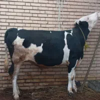 گوساله نر ۱۱ماهه سیمینتال