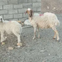 میش زاییده
