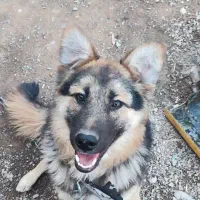 سگ ژرمن