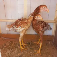 جوجه لاری