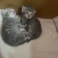 گربه