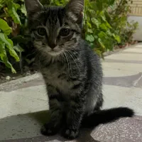 واگذاری بچه گربه