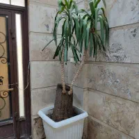 گل زیبا