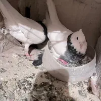 یک جفت طوقی هفت رنگ