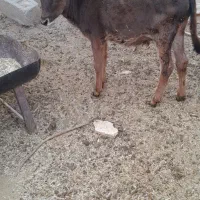 گوساله ماده