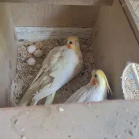 عروس هلندی