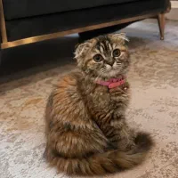 واگذاری بچه گربه اسکاتیش لانگ هیر