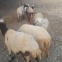 میش