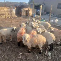 بره گوسفند
