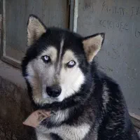 سگ هاسکی