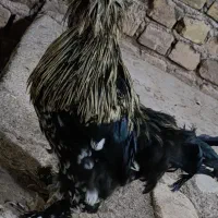 مرغ و خروس