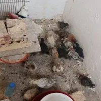 جوجه 2ماهه