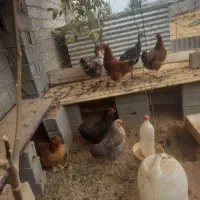مرغ تخم گذار محلی