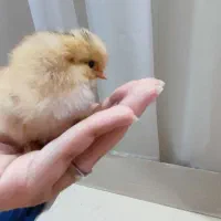 جوجه محلی سرحال و سلامت