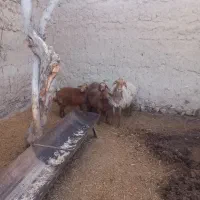 میش همو|حیوانات مزرعه|اسفراین, |دیوار