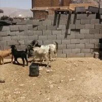 فروش کهره بره بز