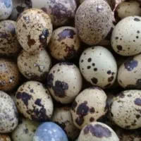 تخم بلدرچین نطفه دار