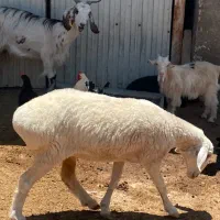 دو راس کهره ۳راس بره چاق تخت