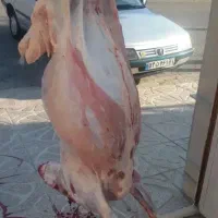 سلاخ نمونه تمیز پسا گوسفند گاو گوساله سیار