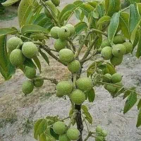 فروش نهال درجه یک