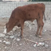 گوساله نرسیمینتال درجه یک یک