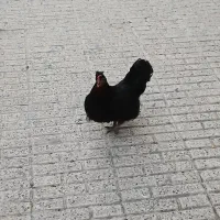 مرغ جوان تخمگذار نژاد گلپایگان