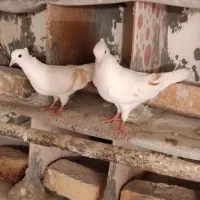 کمخال و دو میل زرد ۱ تومن