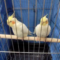 عروس هلندی
