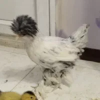 مرغ رسمی کاکل دار بسیار زیبا