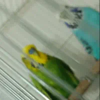 تعدادی مرغ عشق انگلیسی و ...